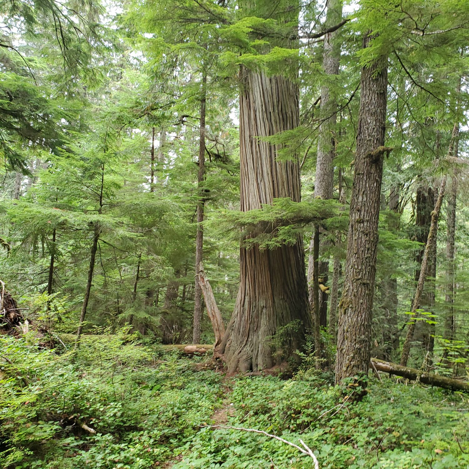 Olympic NP 